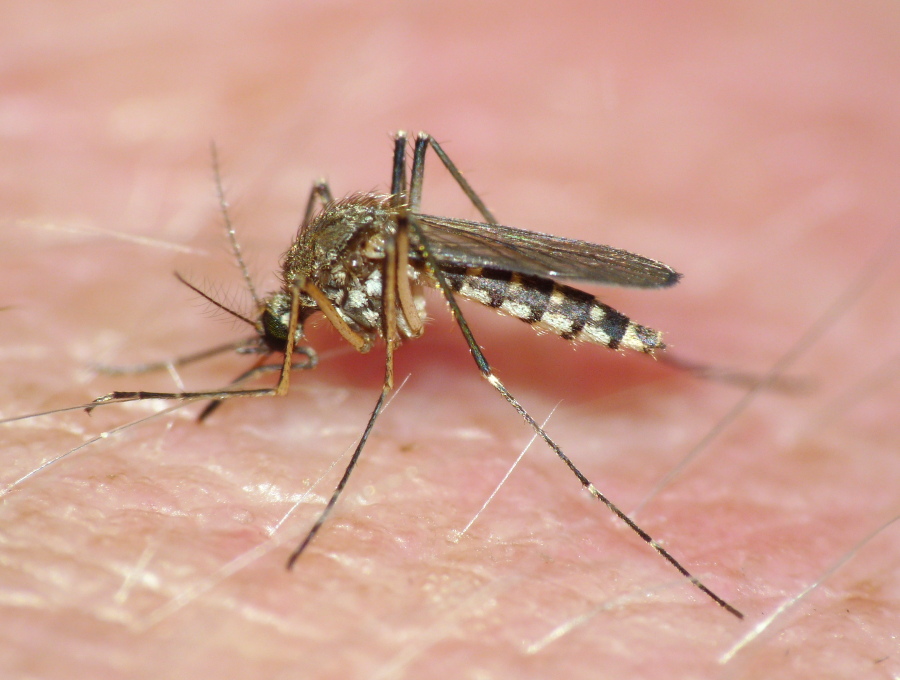 Due specie di Aedes